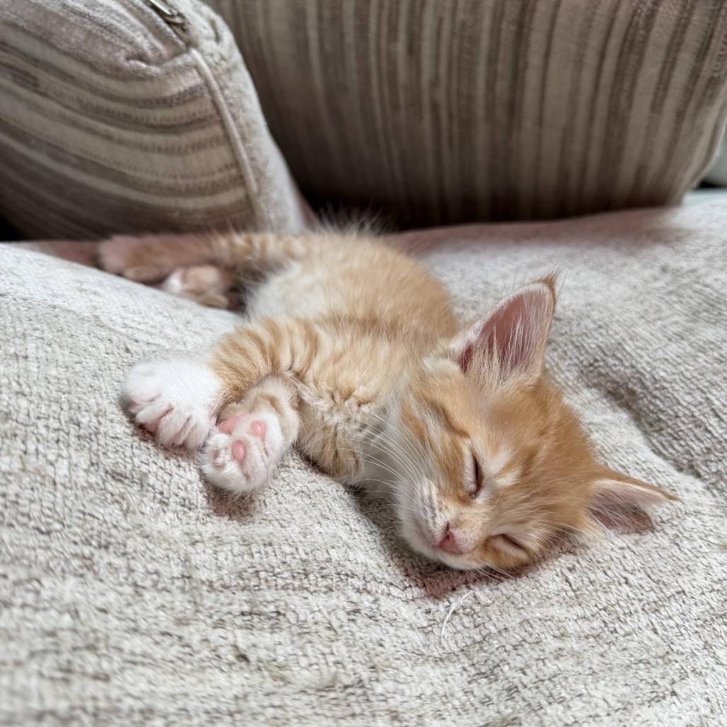 Enlarge Gnocchi, a Adoptable Domestic Medium Hair in Hollister, FL image 5/5