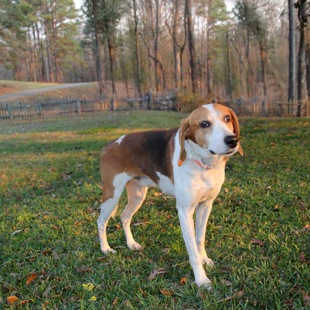 Enlarge Zip S1, a Adoptable Treeing Walker Coonhound in Natchitoches, LA image 1/6