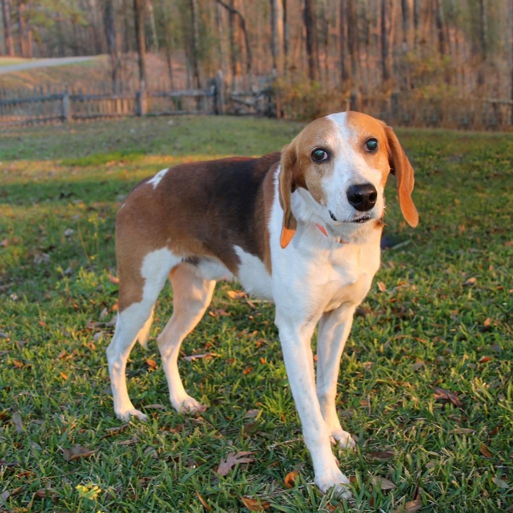 Enlarge Zip S1, a Adoptable Treeing Walker Coonhound in Natchitoches, LA image 2/6
