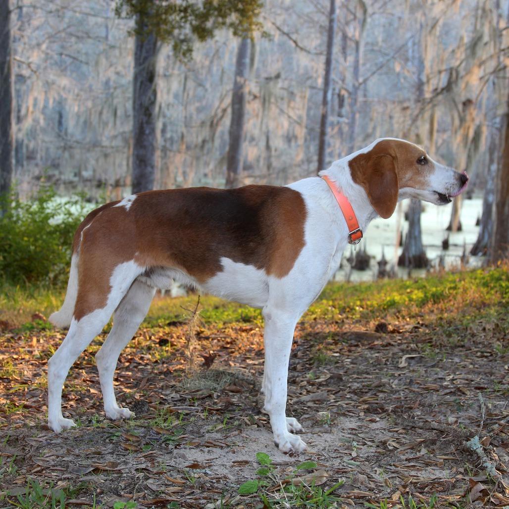 Enlarge Zip S1, a Adoptable Treeing Walker Coonhound in Natchitoches, LA image 3/6