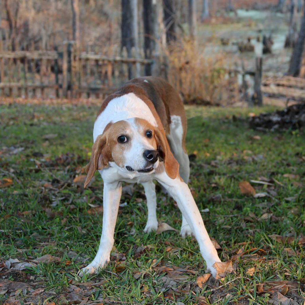 Enlarge Zip S1, a Adoptable Treeing Walker Coonhound in Natchitoches, LA image 4/6