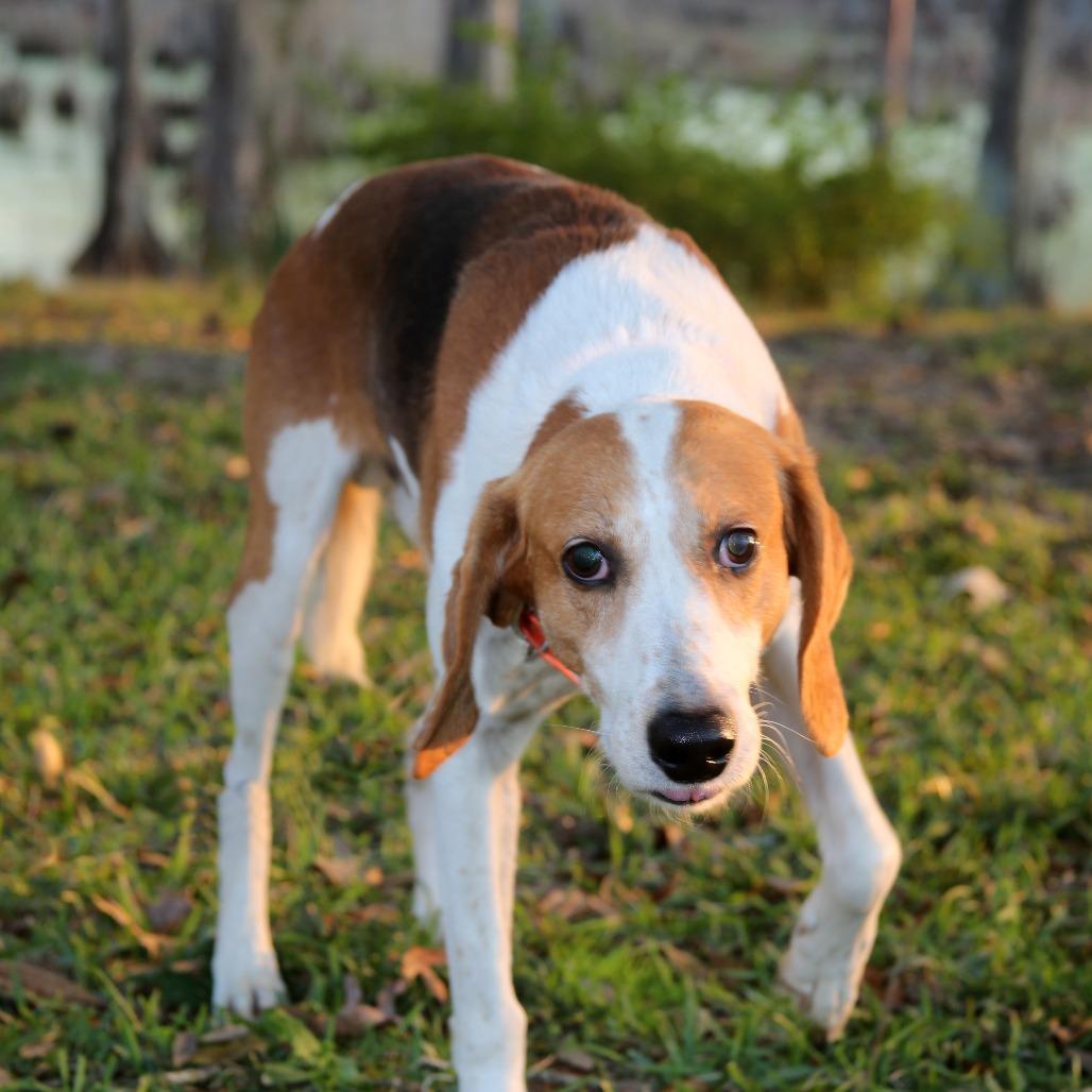 Enlarge Zip S1, a Adoptable Treeing Walker Coonhound in Natchitoches, LA image 5/6