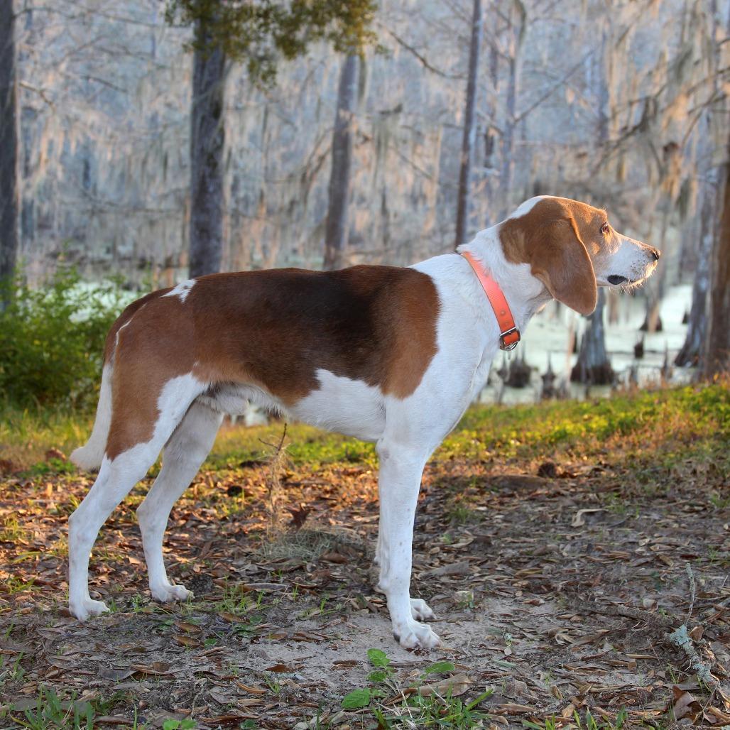 Enlarge Zip S1, a Adoptable Treeing Walker Coonhound in Natchitoches, LA image 6/6