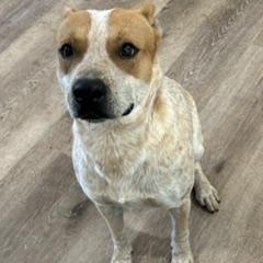 Enlarge Donner - Transport Available, a Adoptable mixed breed in Renton, WA image 3/6