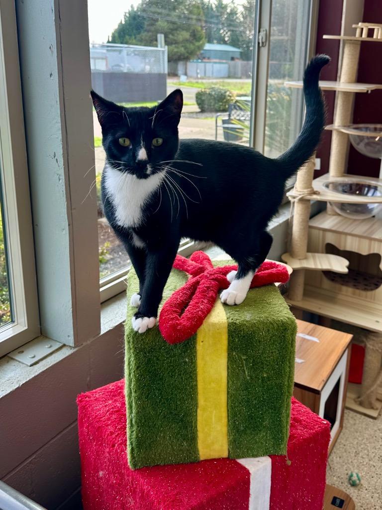 Vervain, Adoptable, Young Male Domestic Short Hair.