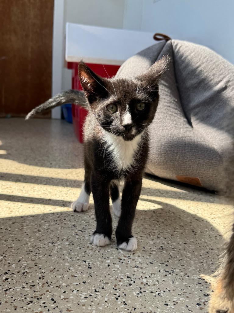 Vervain, a Adoptable mixed breed in Newberg, OR image 2/3