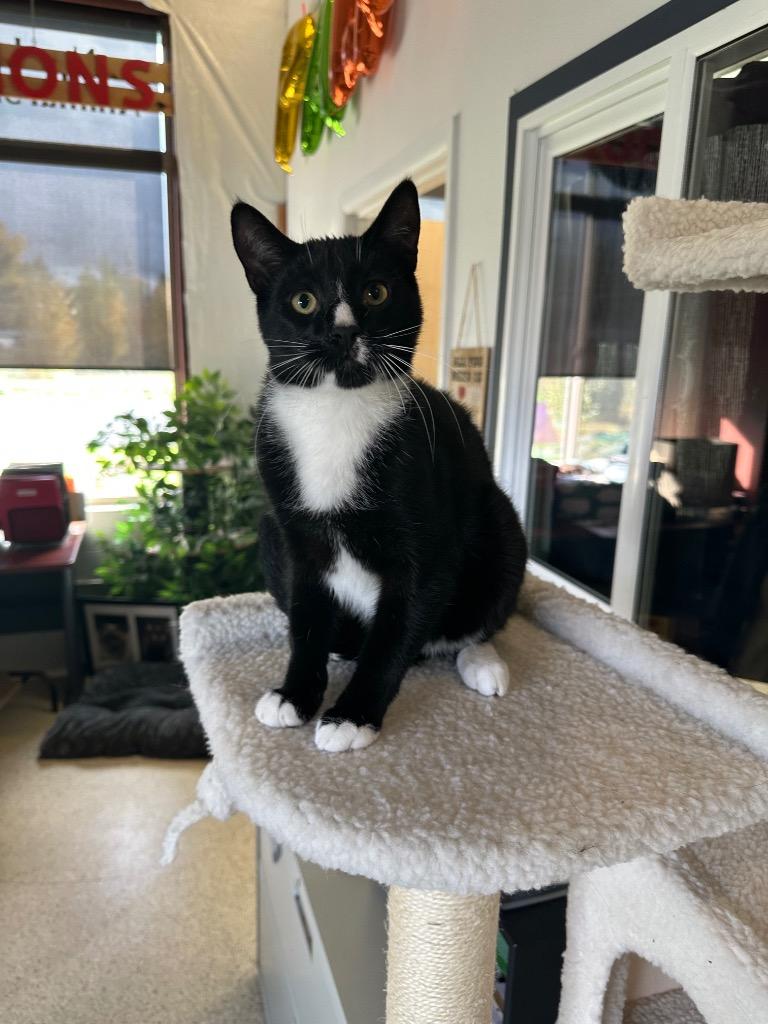 Vervain, a Adoptable mixed breed in Newberg, OR image 3/3