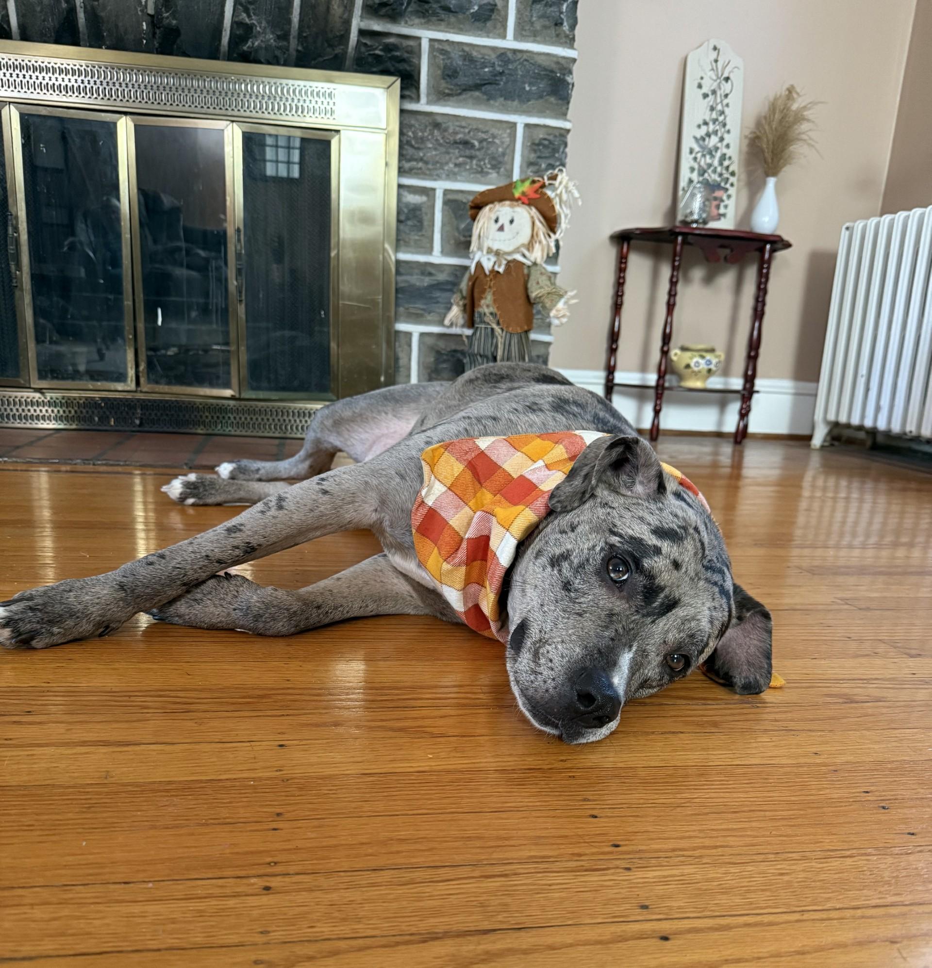 Enlarge Julius, a Adoptable Mixed Breed in Media, PA image 1/1