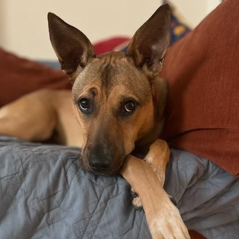 Laika