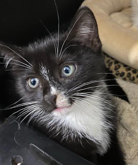 Enlarge Adopted! Adorable Kittens Love Bug (Siamese) & Herbie (Tuxedo) for Adoption Together!, a Adopted mixed breed in Metairie, LA image 6/6
