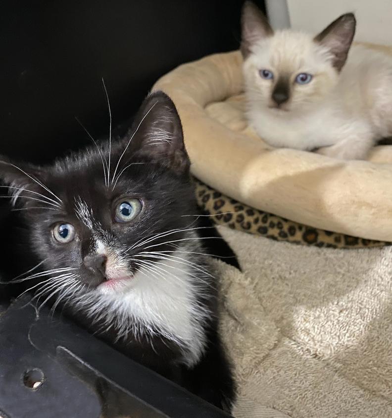 Enlarge Adopted! Adorable Kittens Love Bug (Siamese) & Herbie (Tuxedo) for Adoption Together!, a Adopted mixed breed in Metairie, LA image 2/6