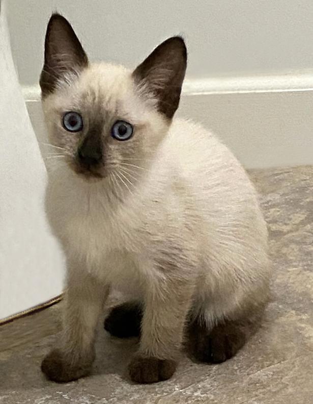 Enlarge Adopted! Adorable Kittens Love Bug (Siamese) & Herbie (Tuxedo) for Adoption Together!, a Adopted mixed breed in Metairie, LA image 3/6