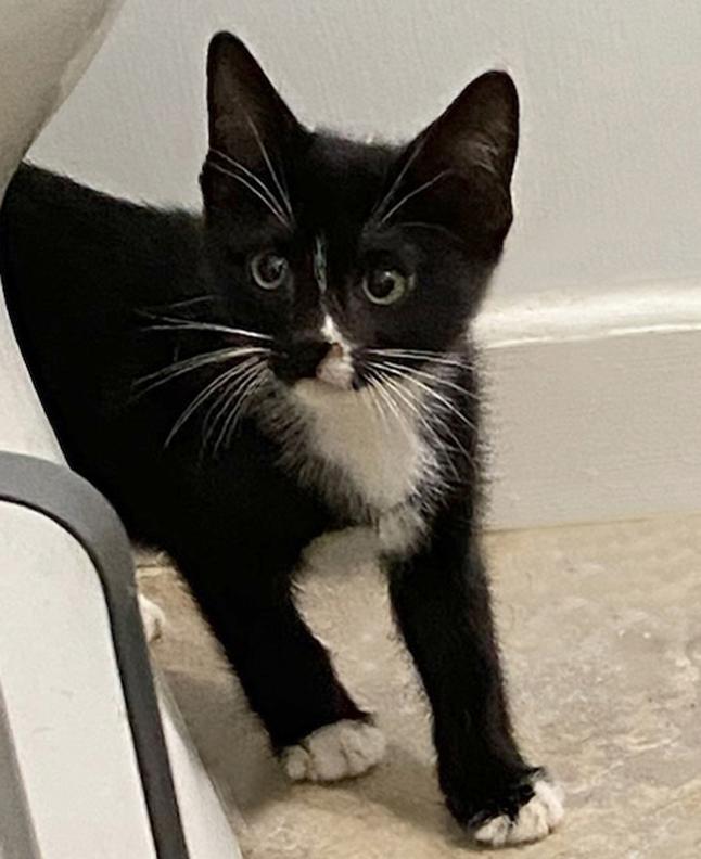 Enlarge Adopted! Adorable Kittens Love Bug (Siamese) & Herbie (Tuxedo) for Adoption Together!, a Adopted mixed breed in Metairie, LA image 4/6