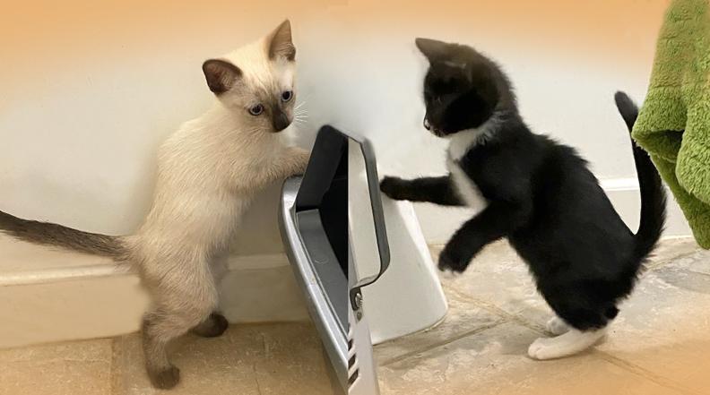 Adopted! Adorable Kittens Love Bug (Siamese) & Herbie (Tuxedo) for Adoption Together!, Adopted, Kitten Female Siamese & Tuxedo.