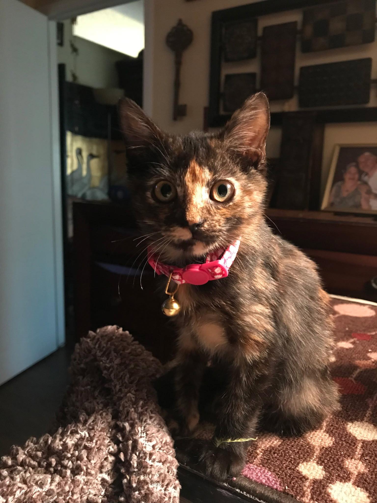 zz Lupita, Adopted, Adult Female Domestic Short Hair.