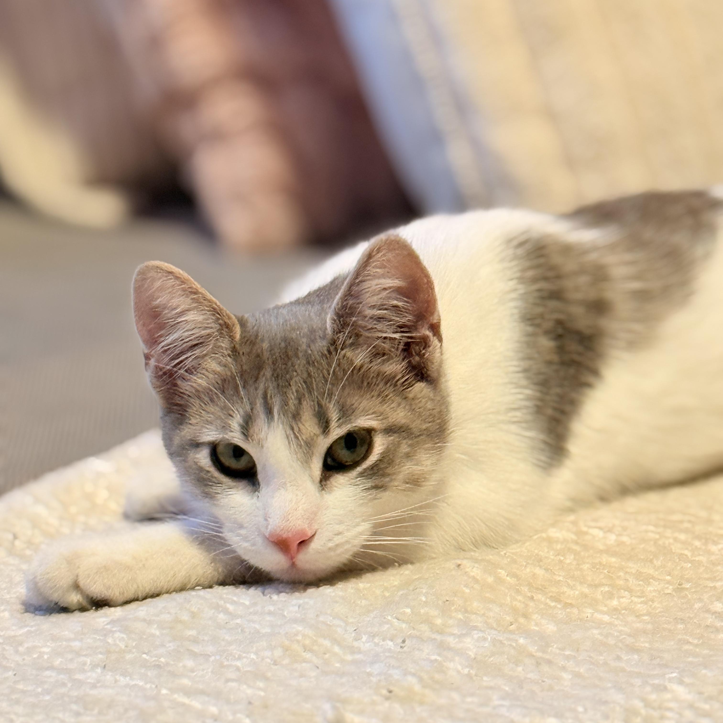 Enlarge Dexter & Dee Dee, a Adoptable Domestic Short Hair in Florham Park, NJ image 1/6