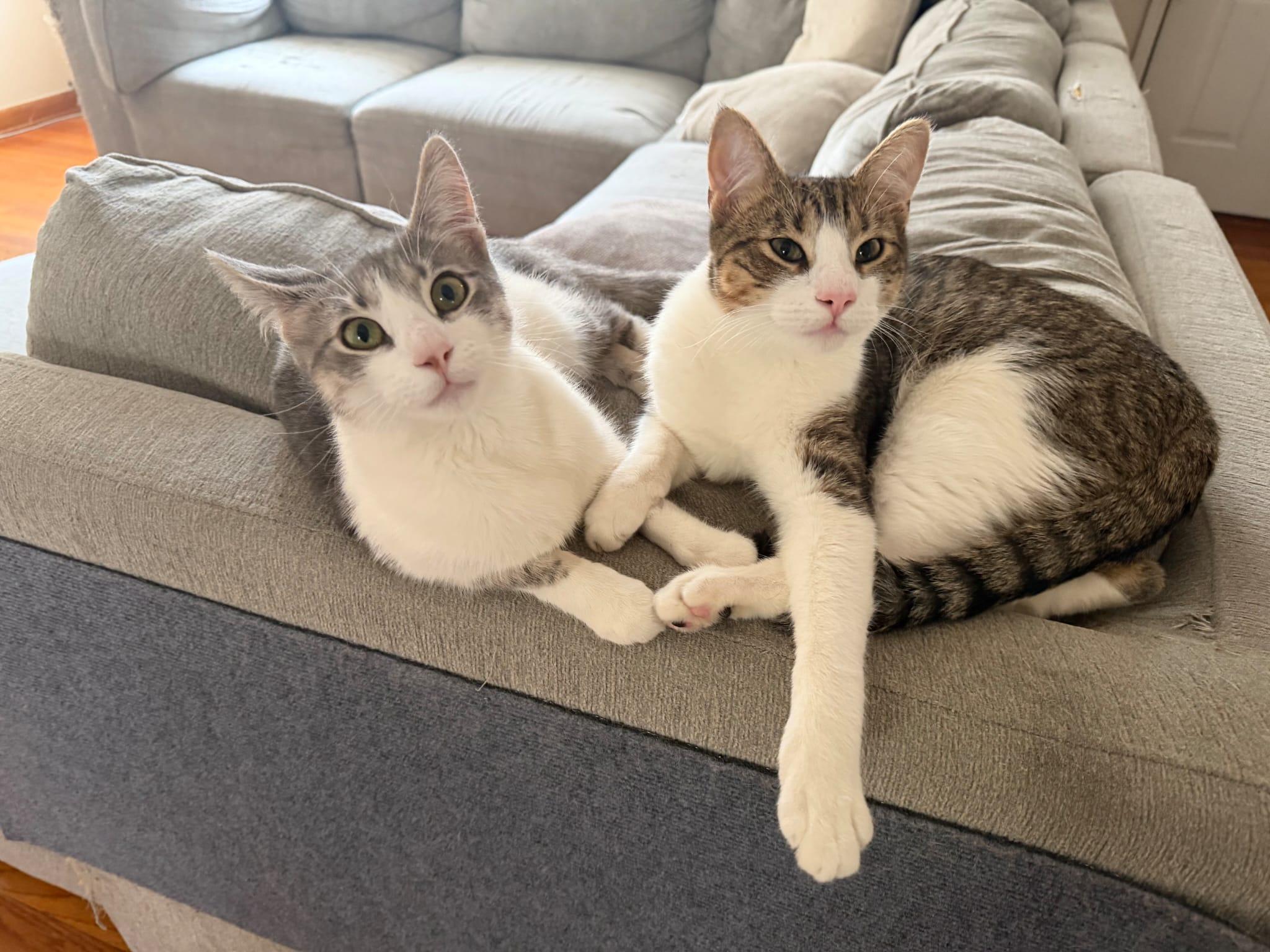 Enlarge Dee Dee, a Adoptable Domestic Short Hair in Florham Park, NJ image 3/3