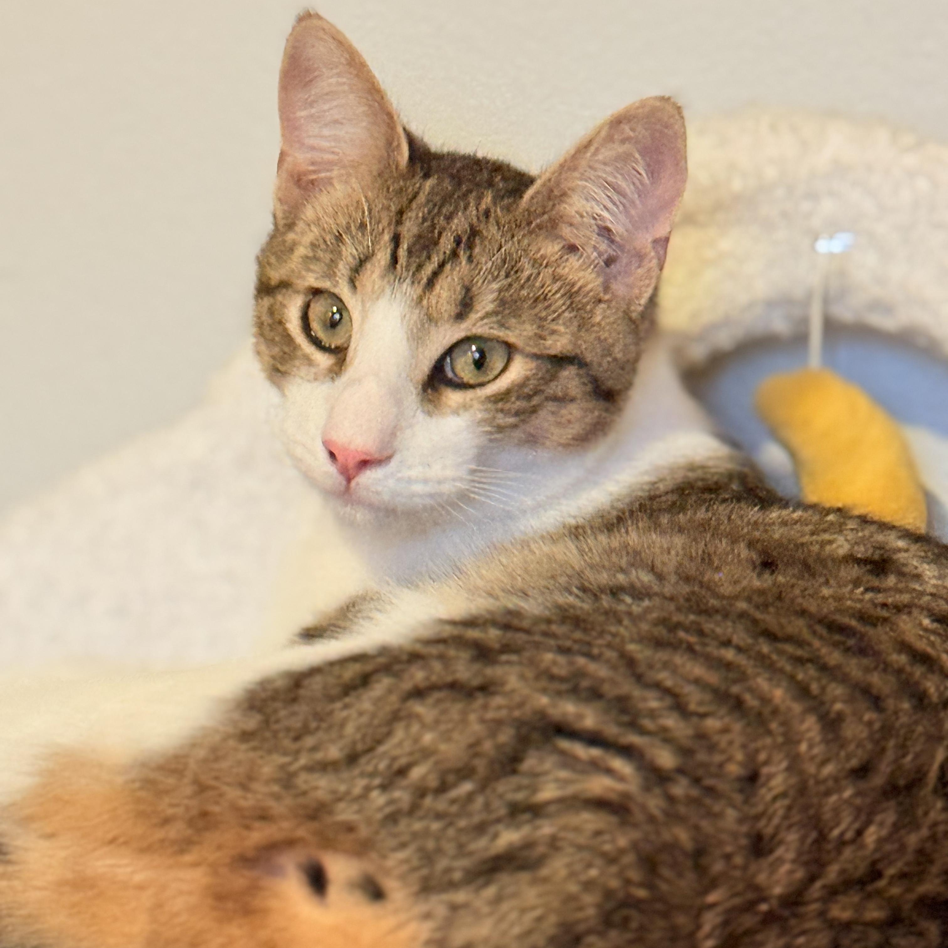 Enlarge Dexter & Dee Dee, a Adoptable Domestic Short Hair in Florham Park, NJ image 2/6