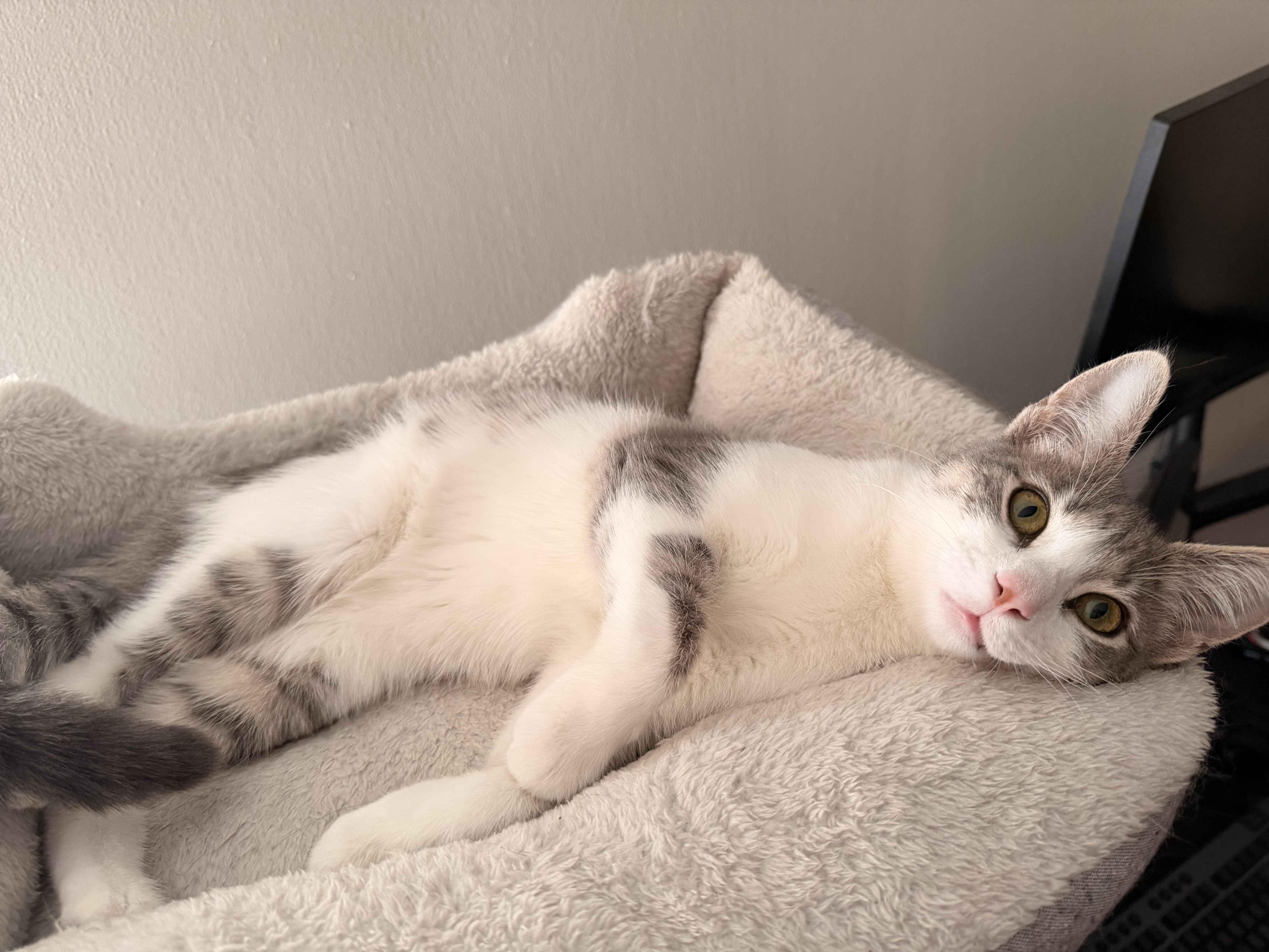 Enlarge Dee Dee, a Adoptable Domestic Short Hair in Florham Park, NJ image 2/3