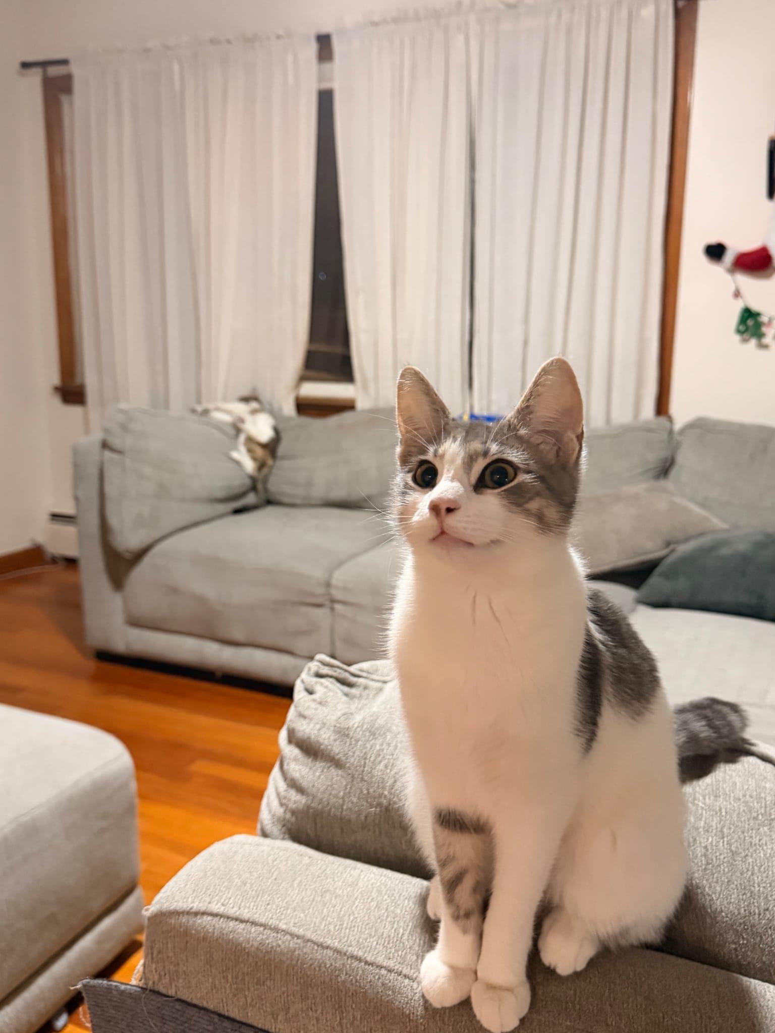 Enlarge Dee Dee, a Adoptable Domestic Short Hair in Florham Park, NJ image 1/3