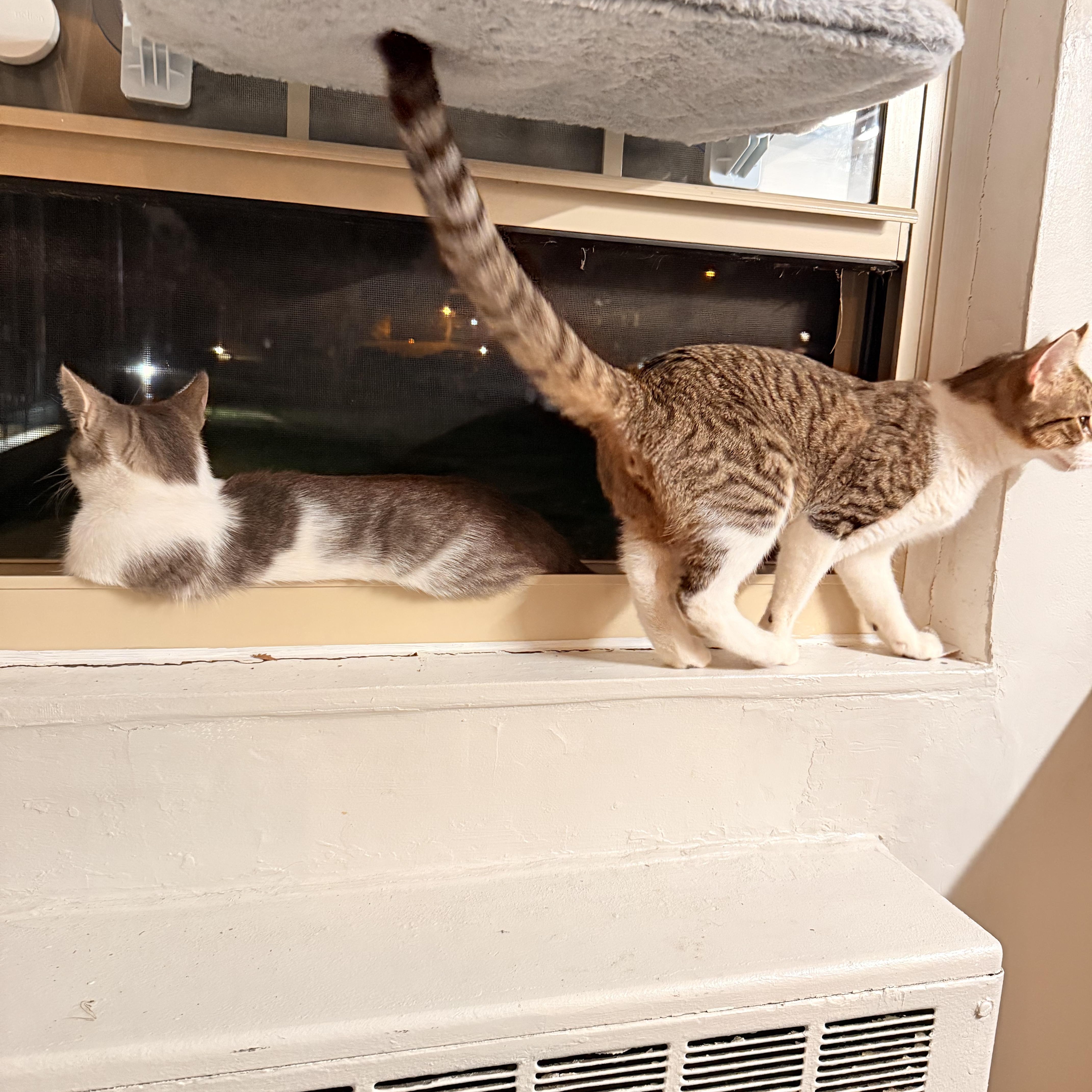 Enlarge Dexter & Dee Dee, a Adoptable Domestic Short Hair in Florham Park, NJ image 4/6