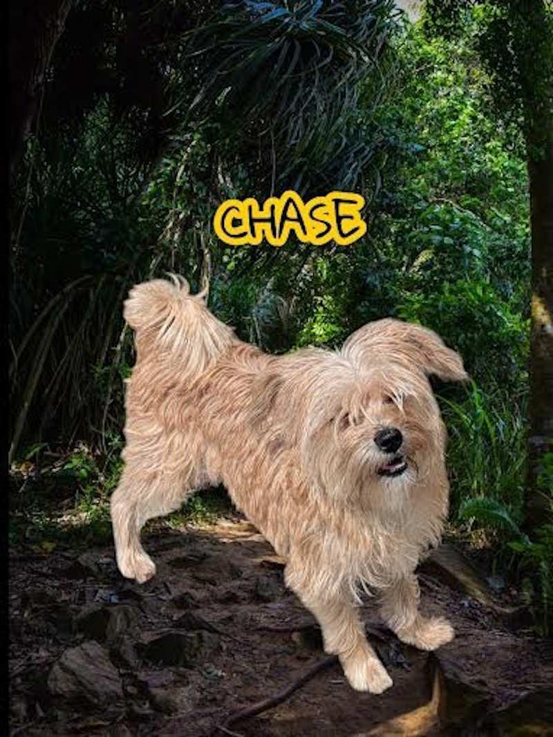 Chase, adopted, Young Male Terrier.