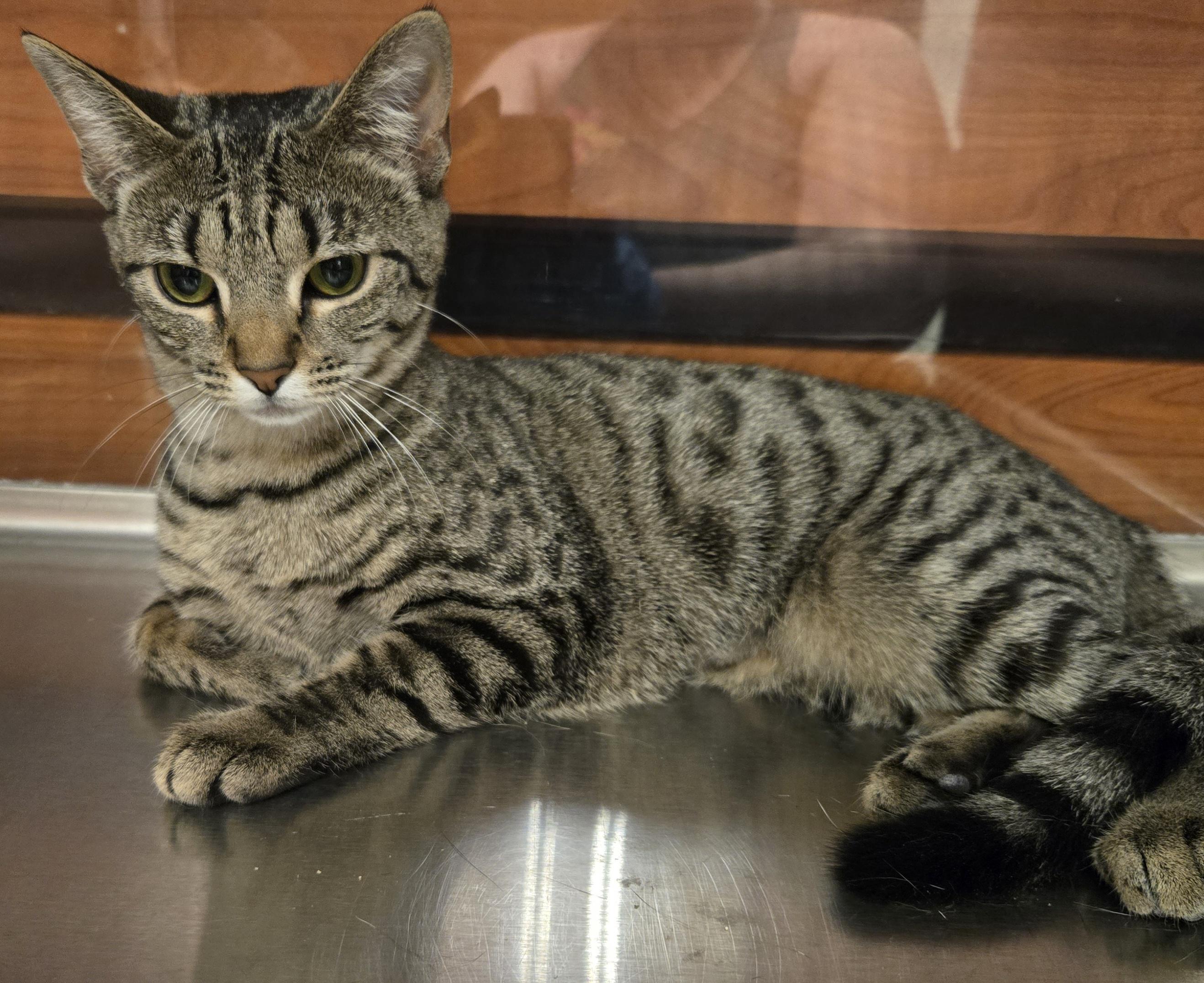Tulip, an adopted Domestic Short Hair in Tyner, KY image 2/2