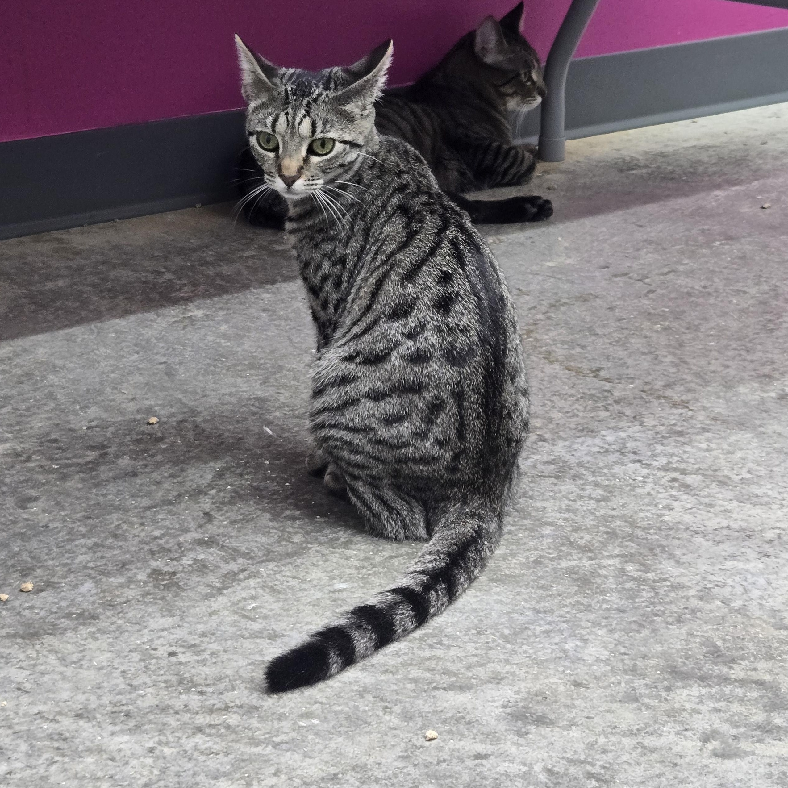 Tulip, adopted, Young Female Domestic Short Hair.