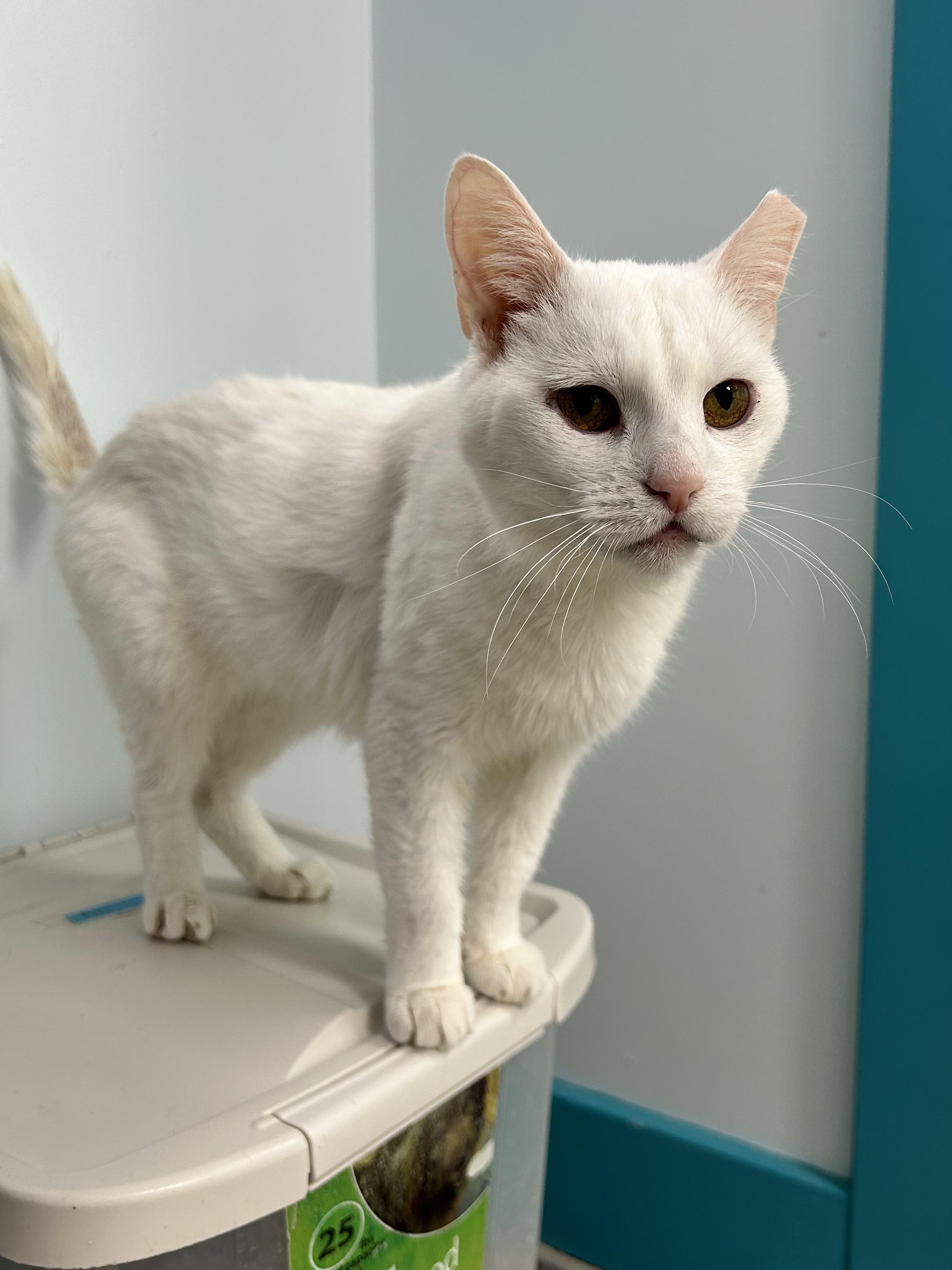Clancy, a Adoptable Domestic Short Hair in Grand Rapids, MI image 6/6