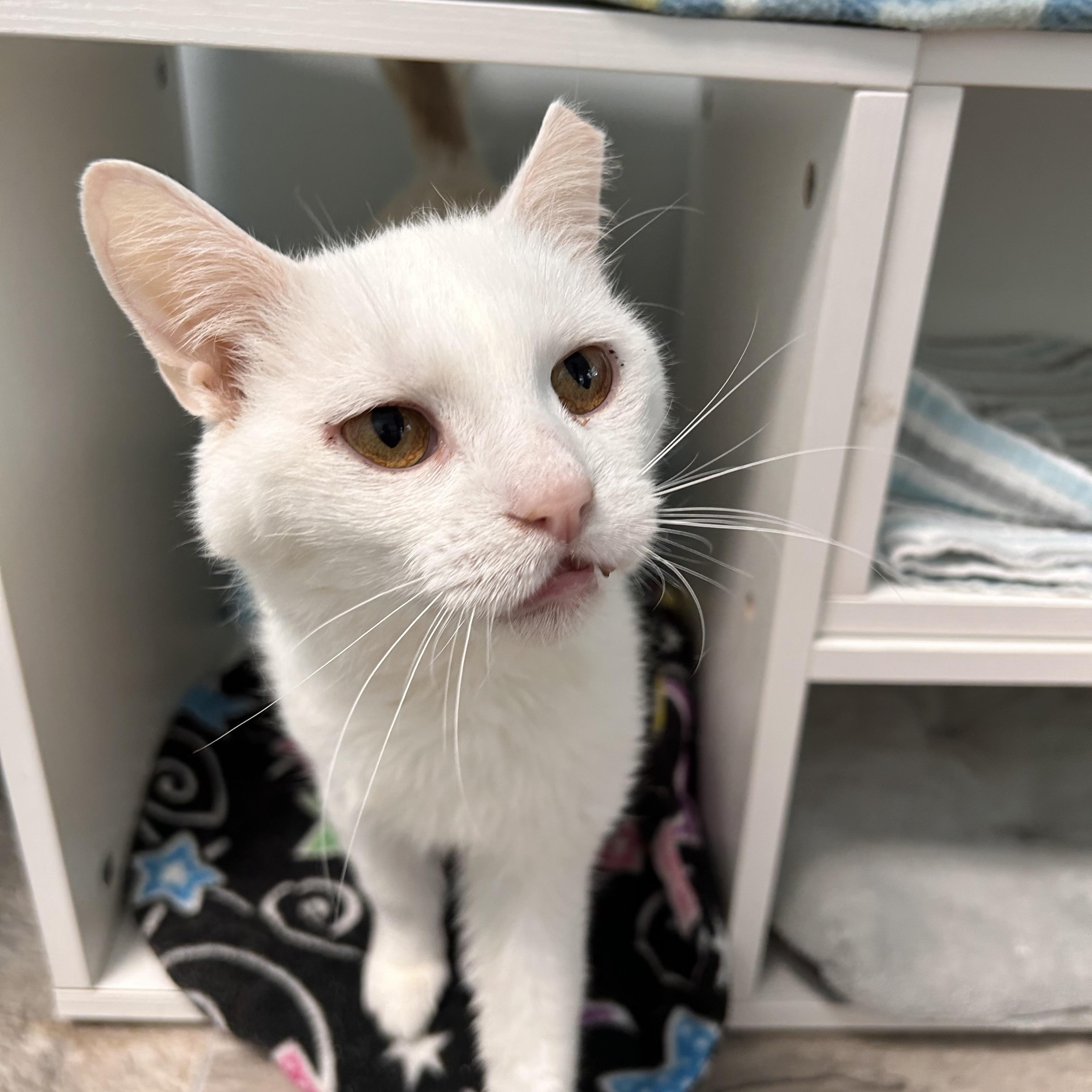 Clancy, a Adoptable Domestic Short Hair in Grand Rapids, MI image 2/6