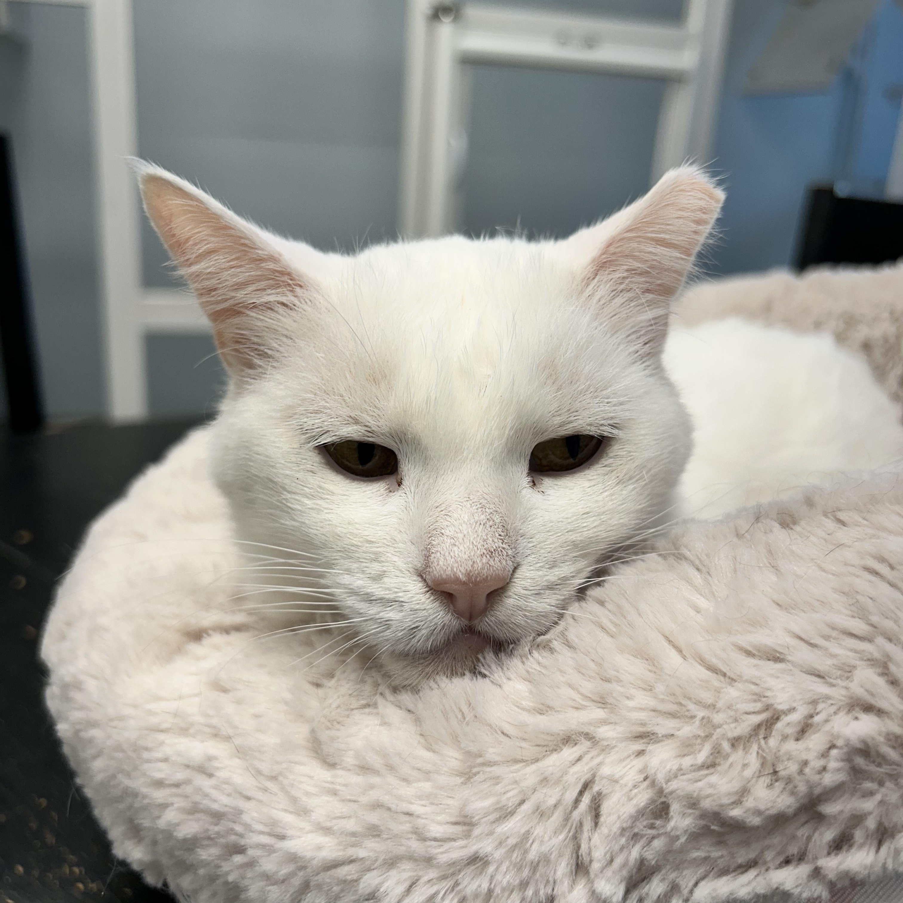 Enlarge Clancy - CHOW HOUND, a Adoptable Domestic Short Hair in Grand Rapids, MI image 6/6