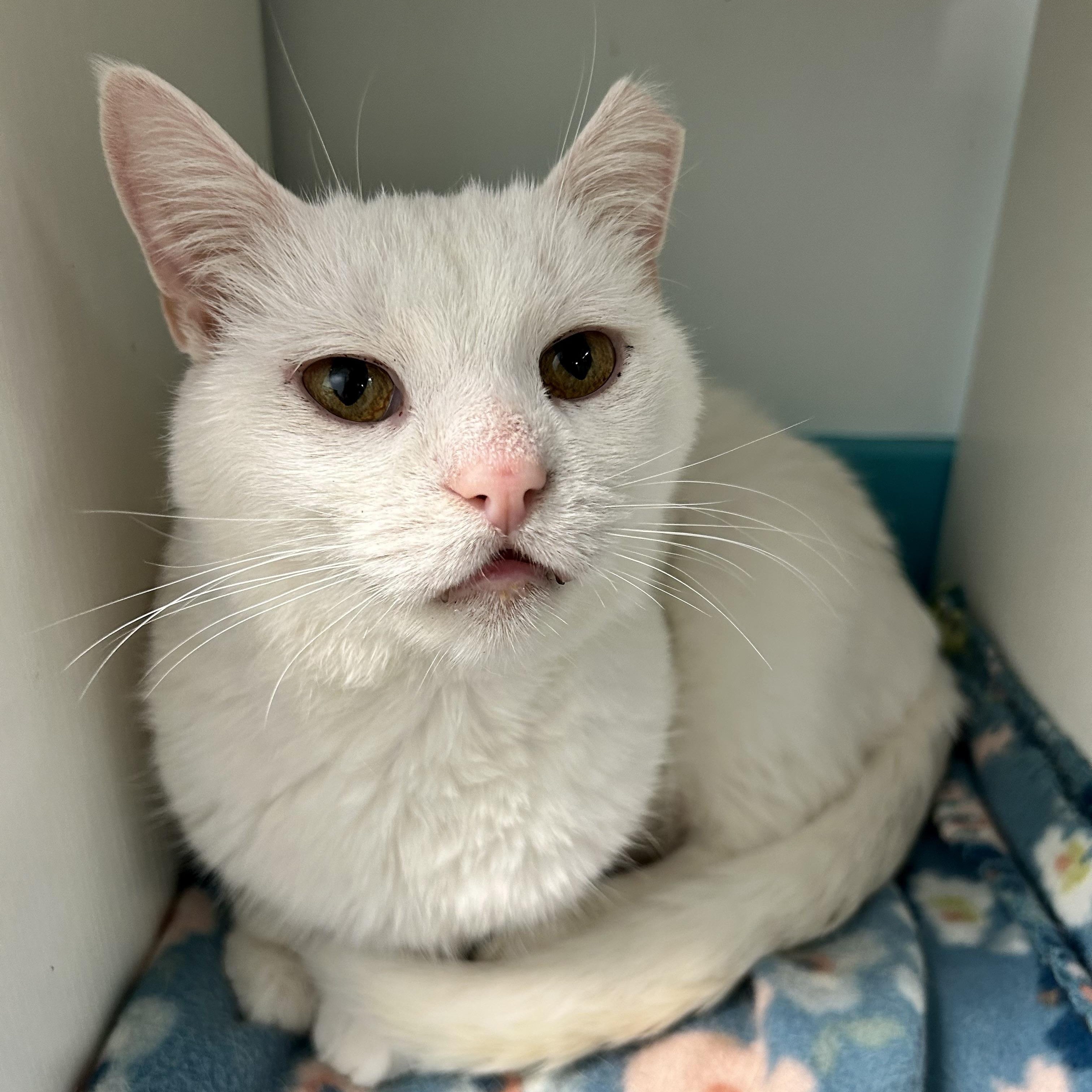 Clancy, a Adoptable Domestic Short Hair in Grand Rapids, MI image 1/6