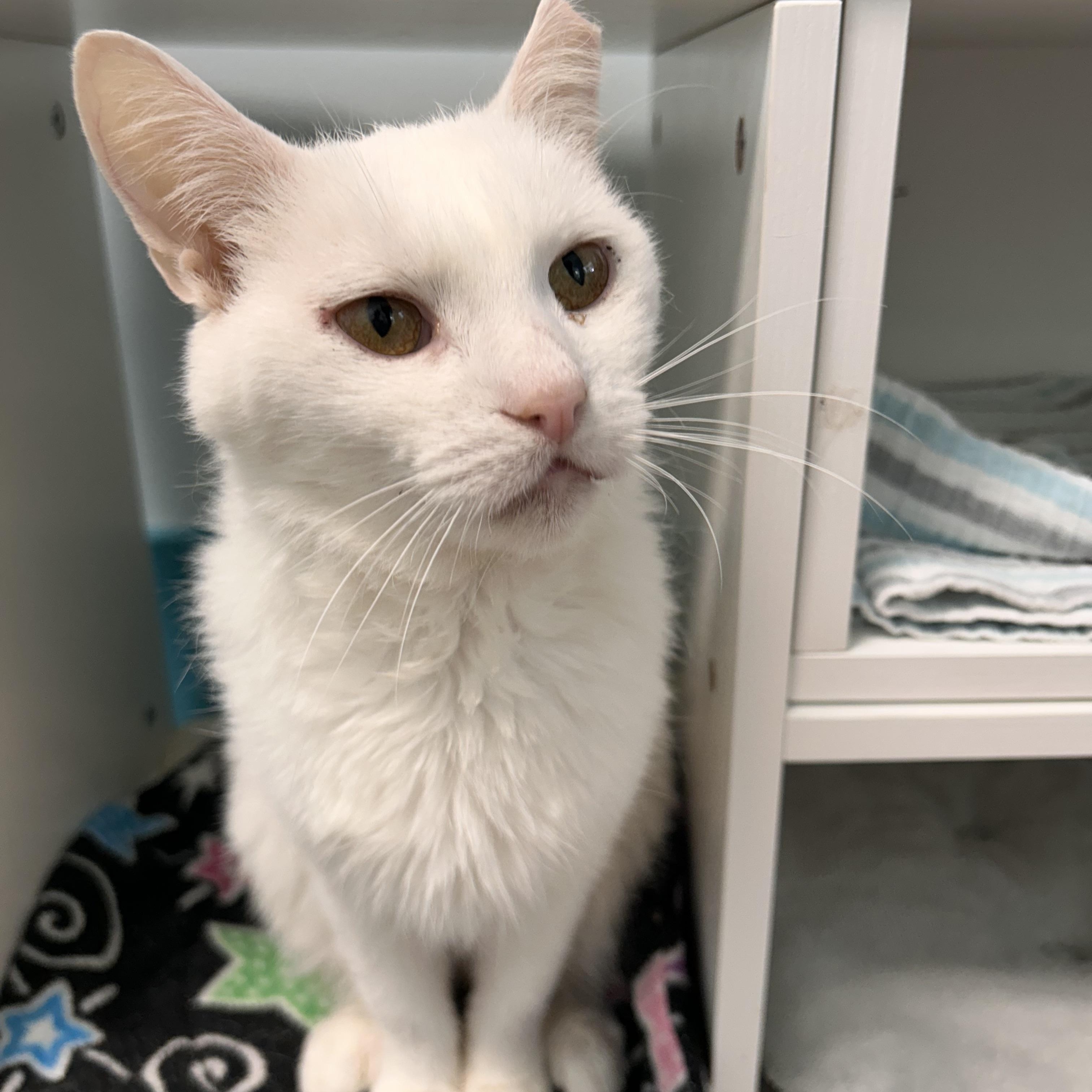 Clancy, a Adoptable Domestic Short Hair in Grand Rapids, MI image 4/6