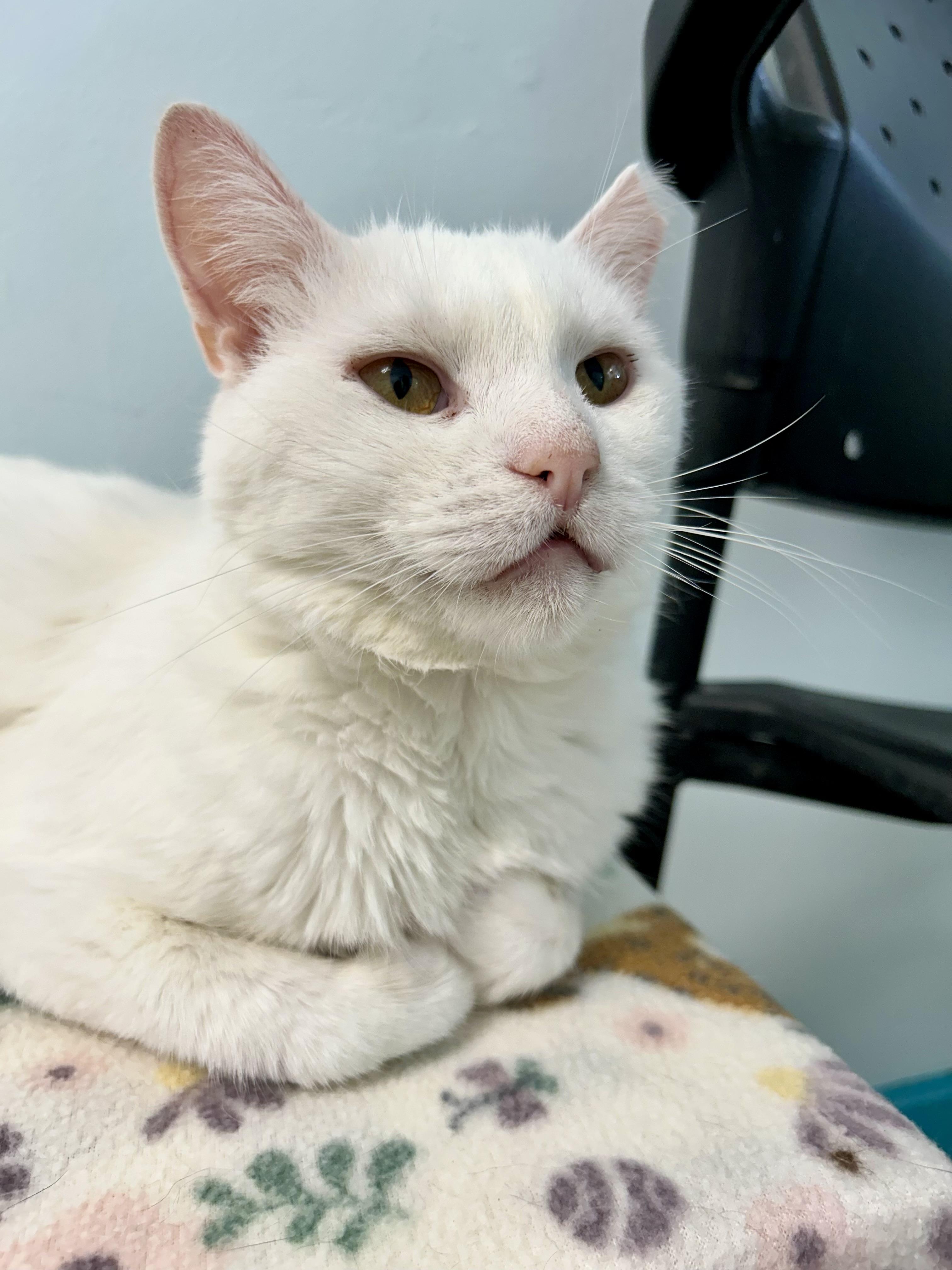 Clancy, Adoptable, Young Male Domestic Short Hair.
