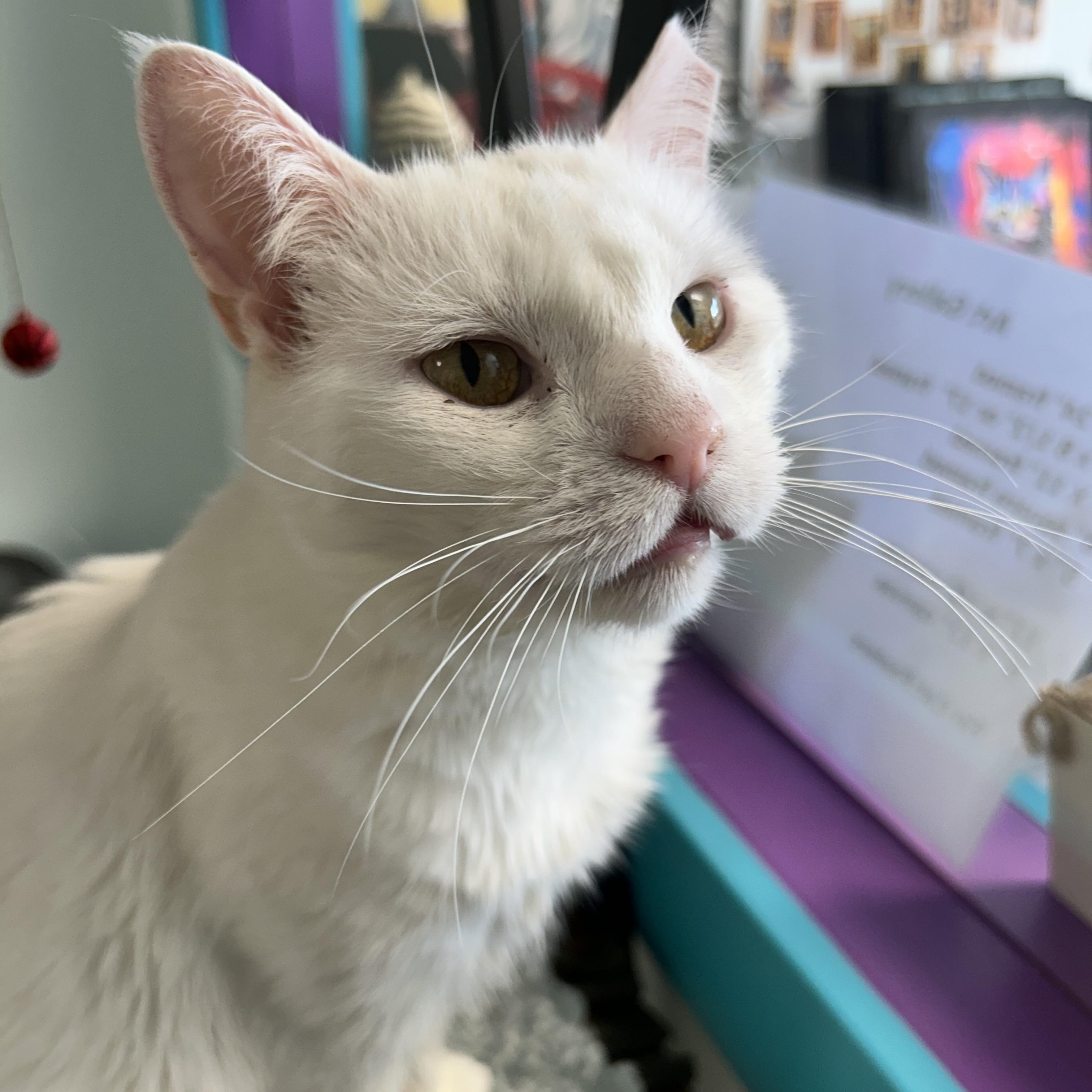 Enlarge Clancy, a Adoptable Domestic Short Hair in Grand Rapids, MI image 2/6