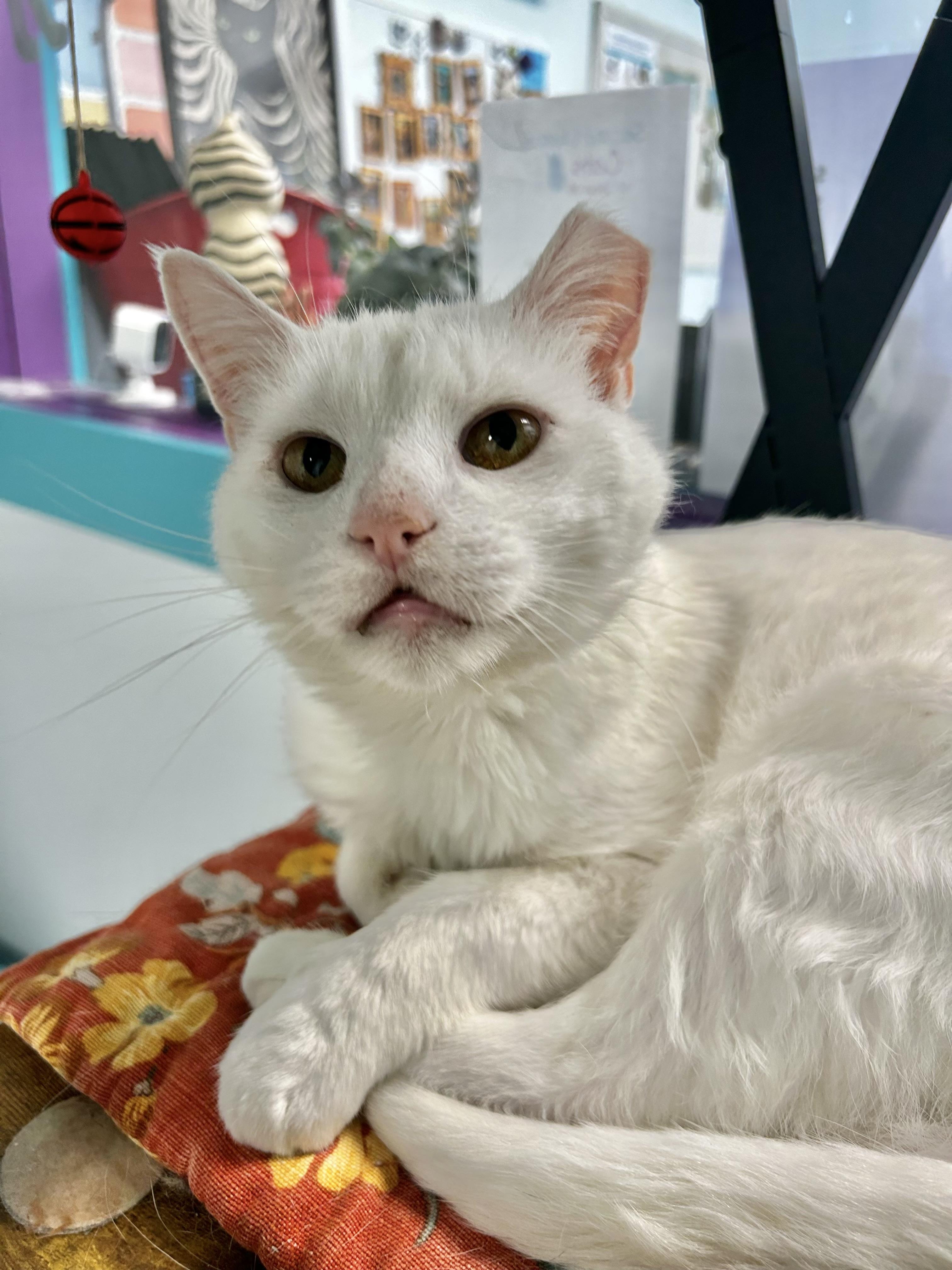Enlarge Clancy - CHOW HOUND, a Adoptable Domestic Short Hair in Grand Rapids, MI image 2/6