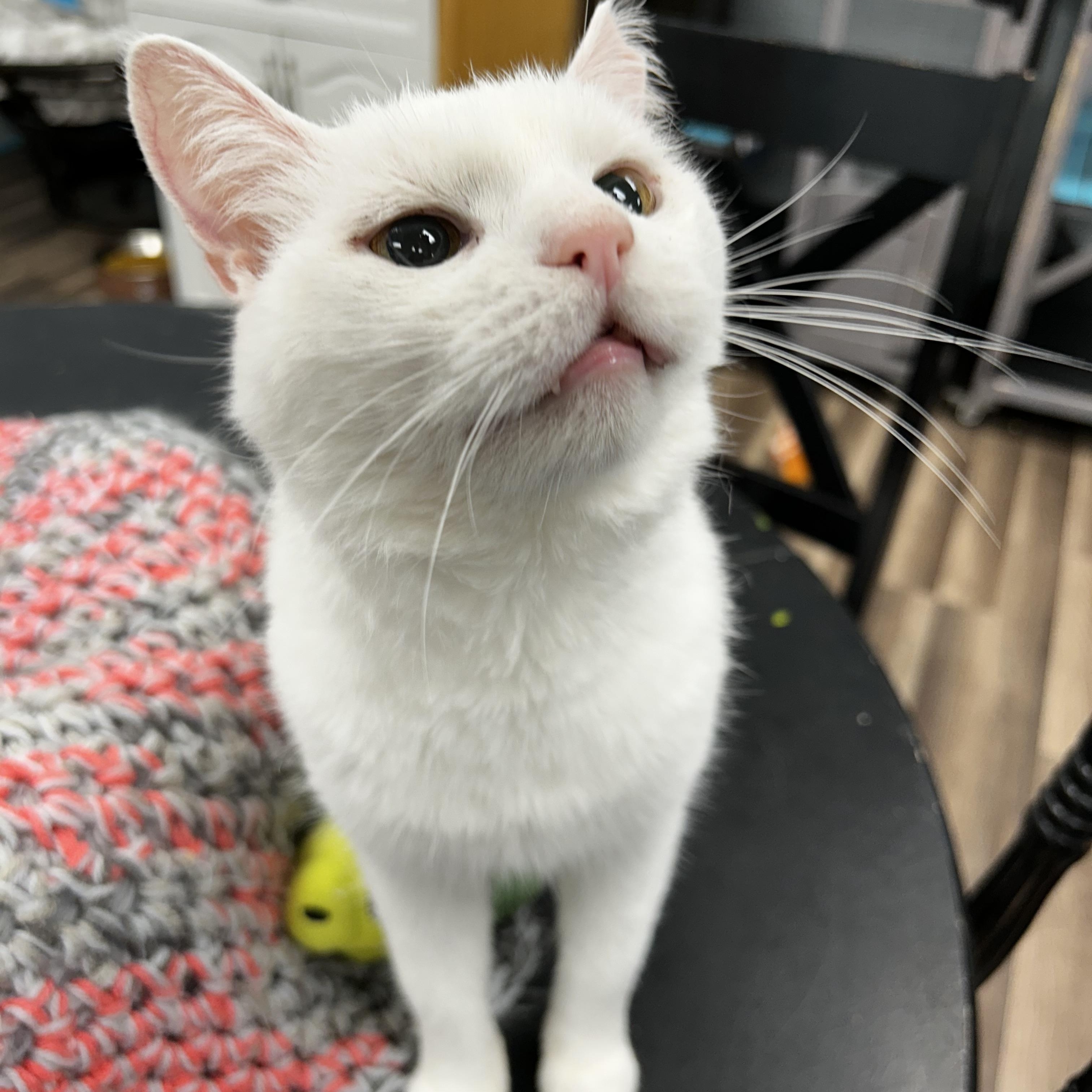 Clancy - CHOW HOUND, Adoptable, Young Male Domestic Short Hair.