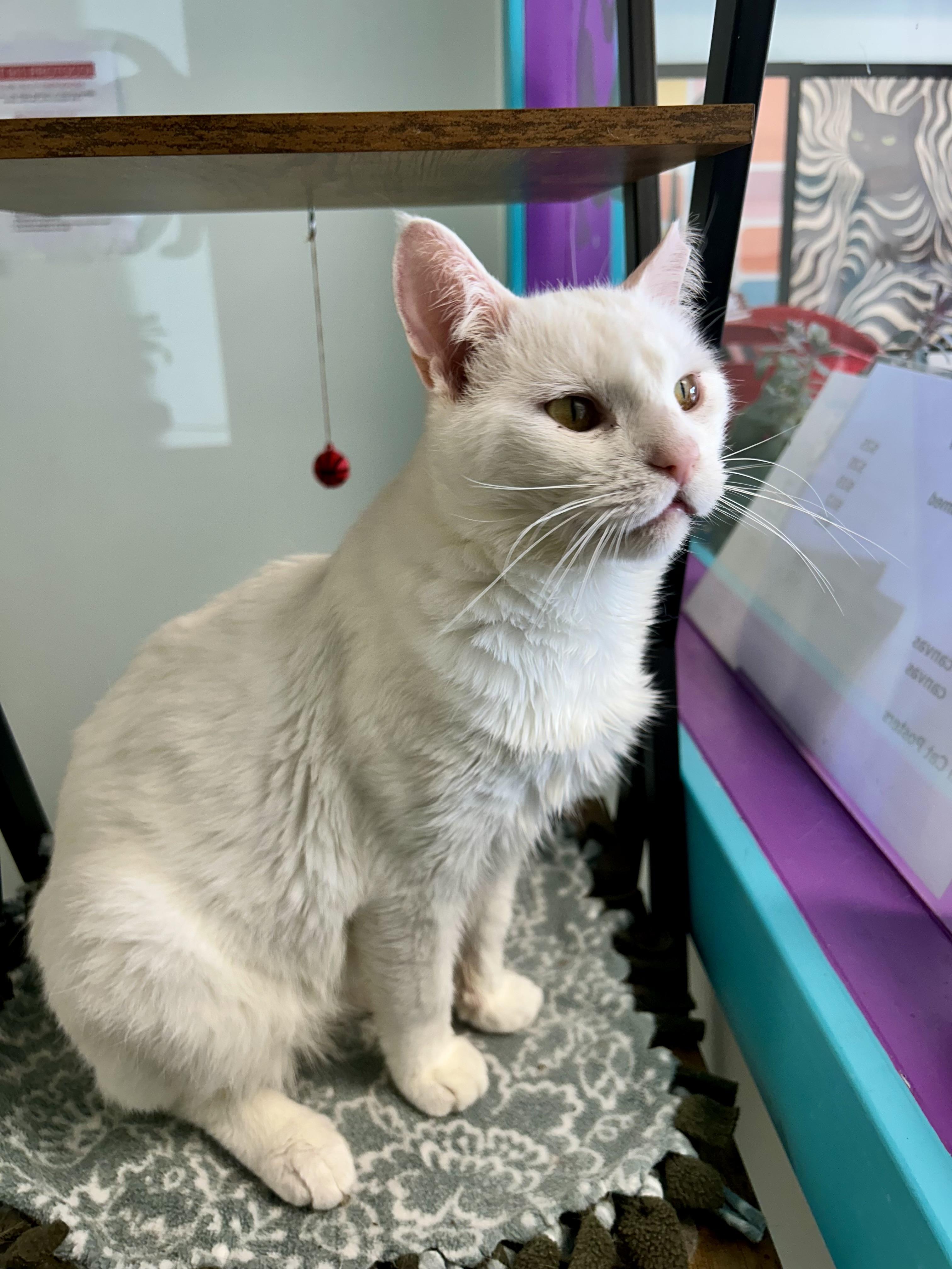 Enlarge Clancy, a Adoptable Domestic Short Hair in Grand Rapids, MI image 5/6
