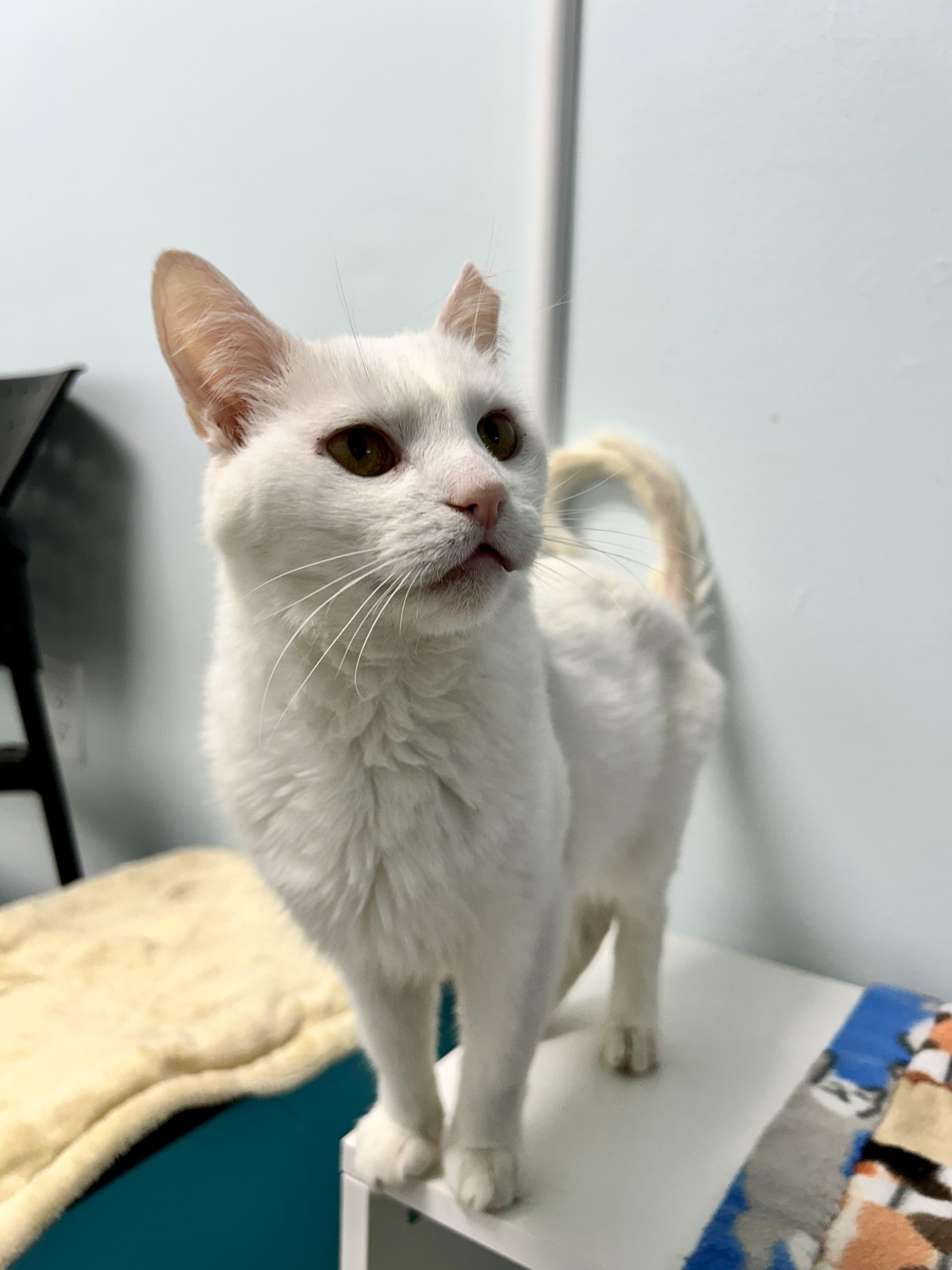 Clancy, a Adoptable Domestic Short Hair in Grand Rapids, MI image 3/6