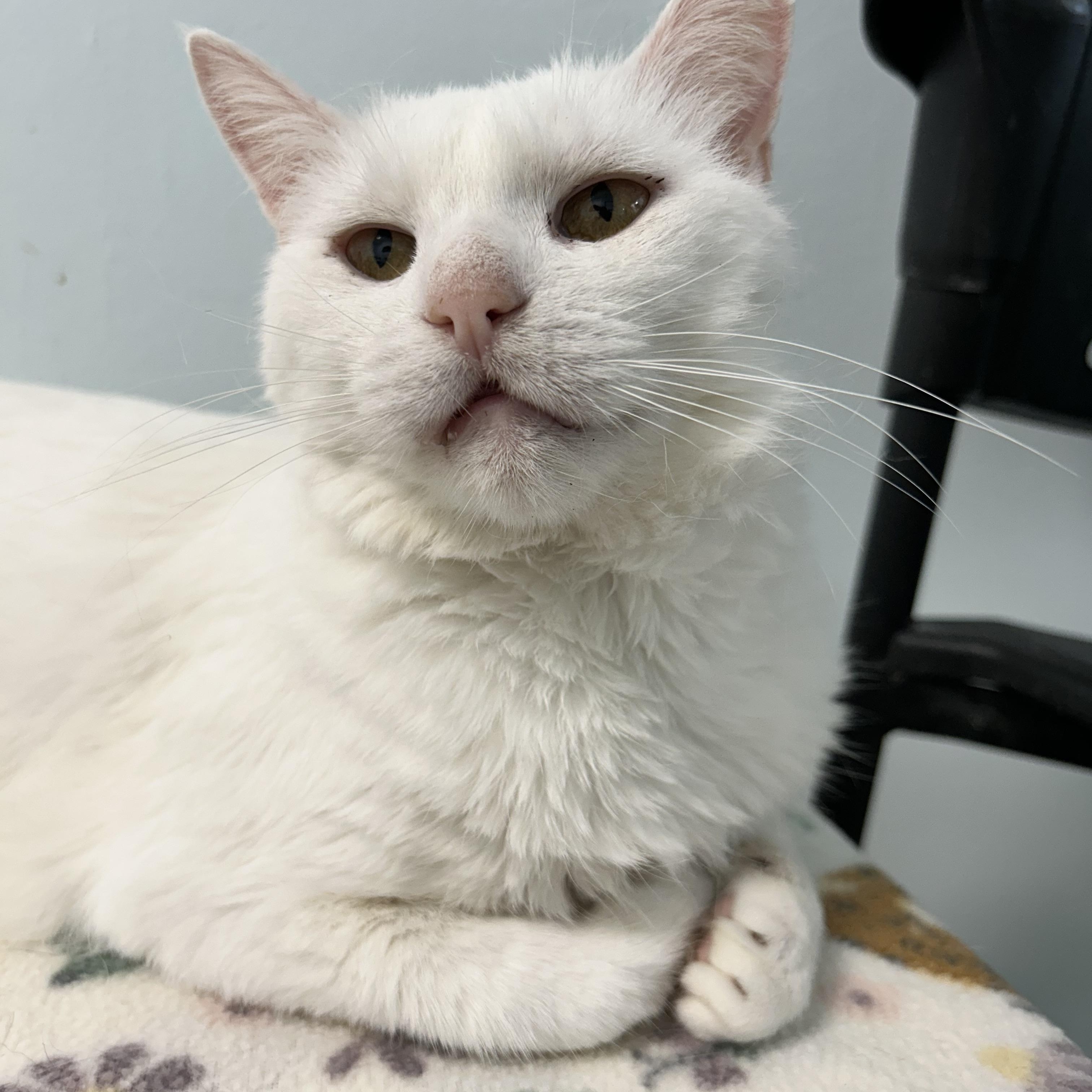 Enlarge Clancy, a Adoptable Domestic Short Hair in Grand Rapids, MI image 6/6