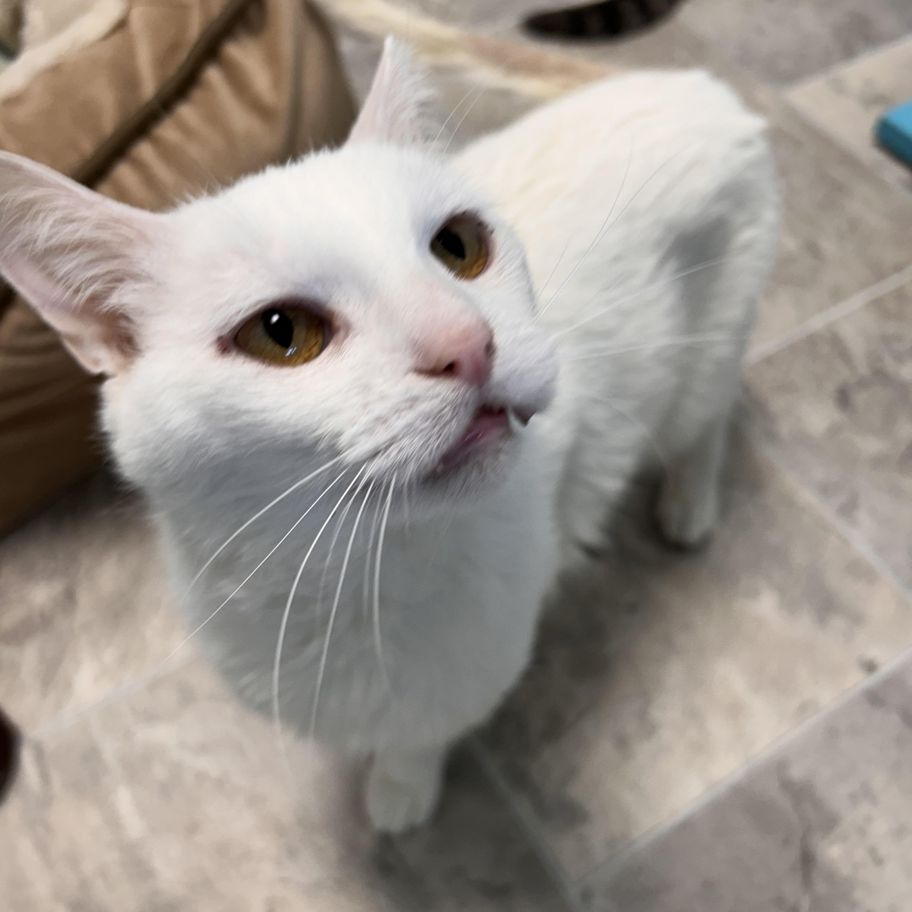 Clancy, a Adoptable Domestic Short Hair in Grand Rapids, MI image 5/6