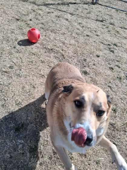 Enlarge Rocket, a Adoptable mixed breed in Scottsbluff, NE image 1/3