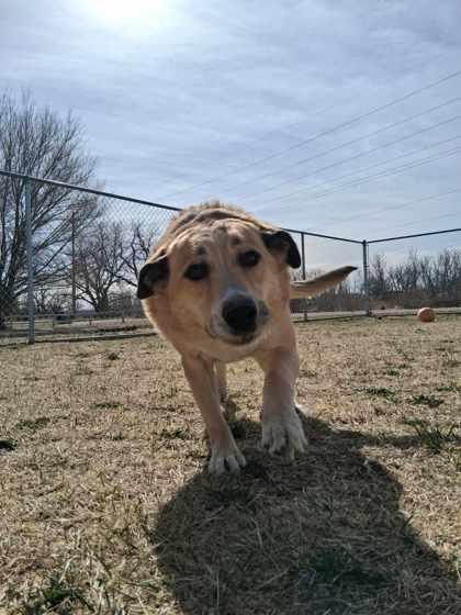 Enlarge Rocket, a Adoptable mixed breed in Scottsbluff, NE image 2/3