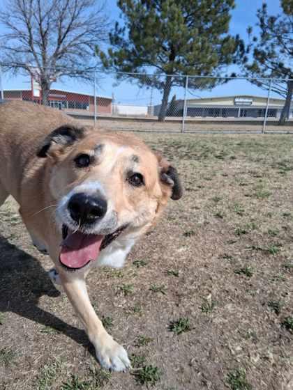 Enlarge Rocket, a Adoptable mixed breed in Scottsbluff, NE image 3/3