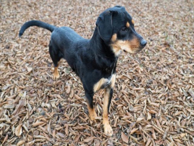 ROCCO, Adoptable, Young Male Australian Shepherd & Rottweiler.
