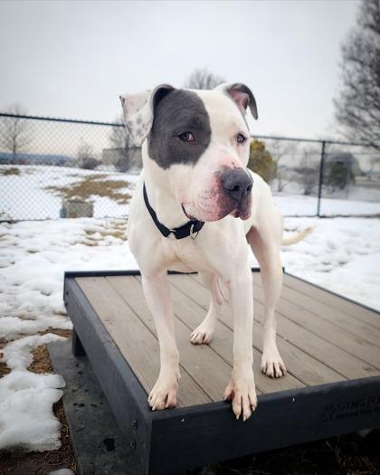 Jimbo — thumbnail 2