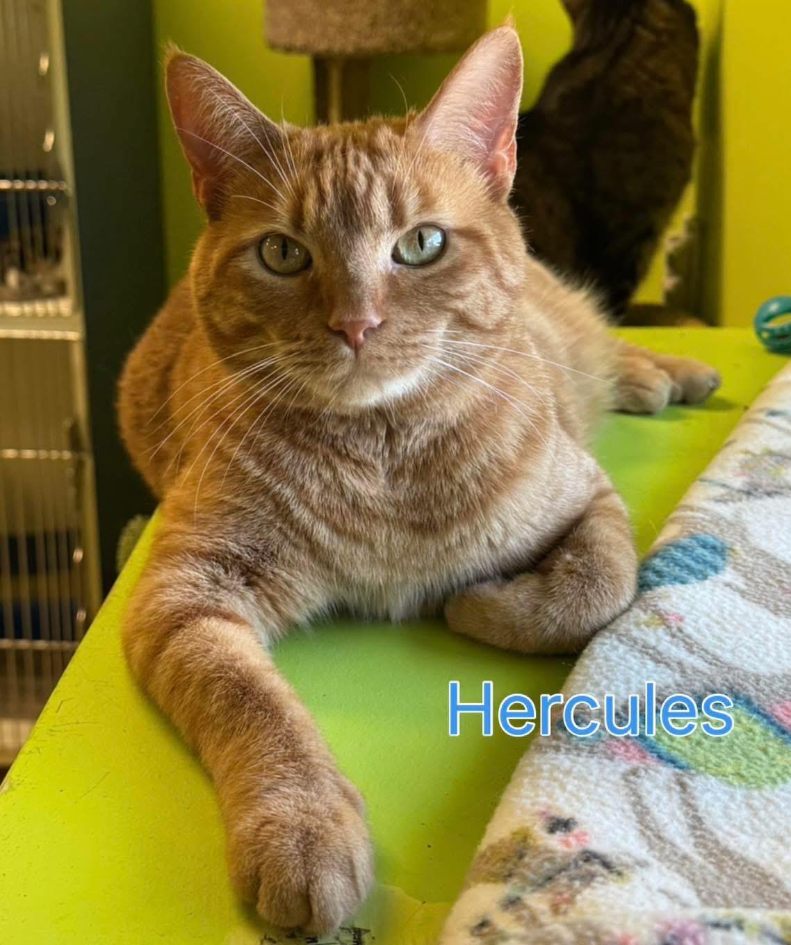 Enlarge Hercules, a Adoptable Domestic Short Hair in Indianapolis, IN image 1/1