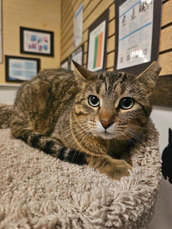 Freddie, Adoptable, Adult Male Domestic Short Hair.