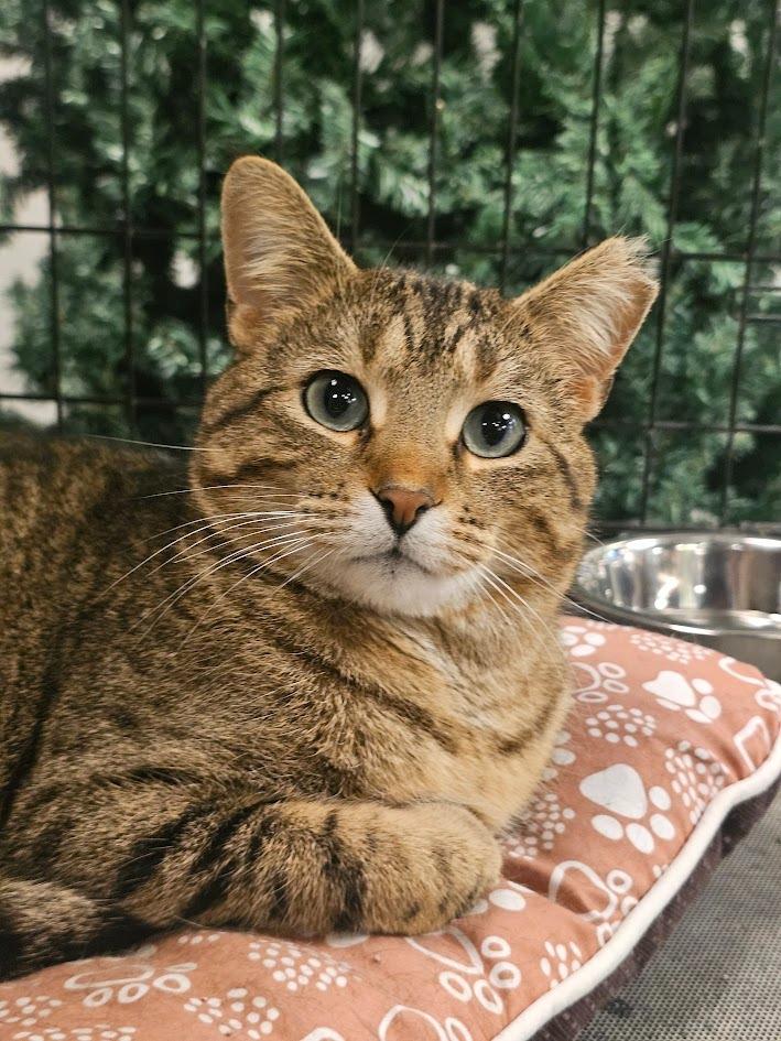 Freddie, a Adoptable mixed breed in St. Cloud, MN image 3/4