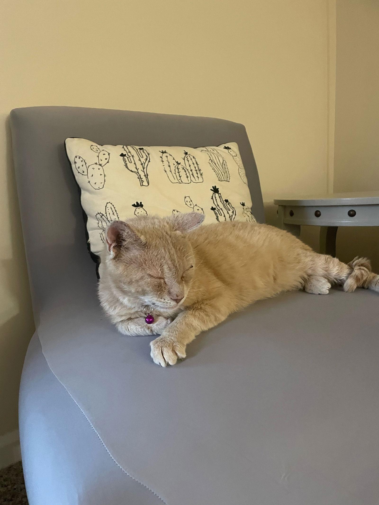 Callaghan, Adoptable, Senior Male Domestic Short Hair.